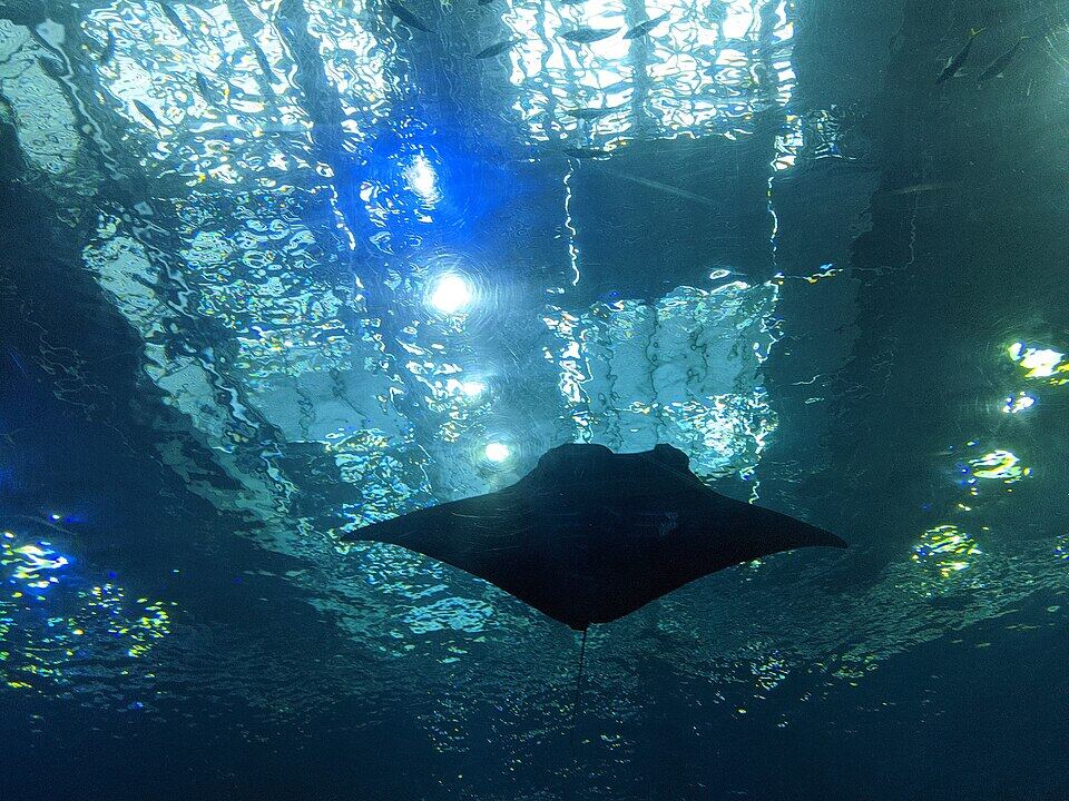 沖縄美ら海水族館の風景
